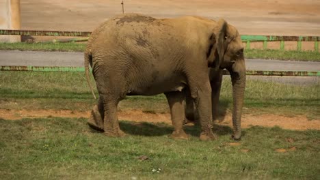 Elephant-in-Zoo-106